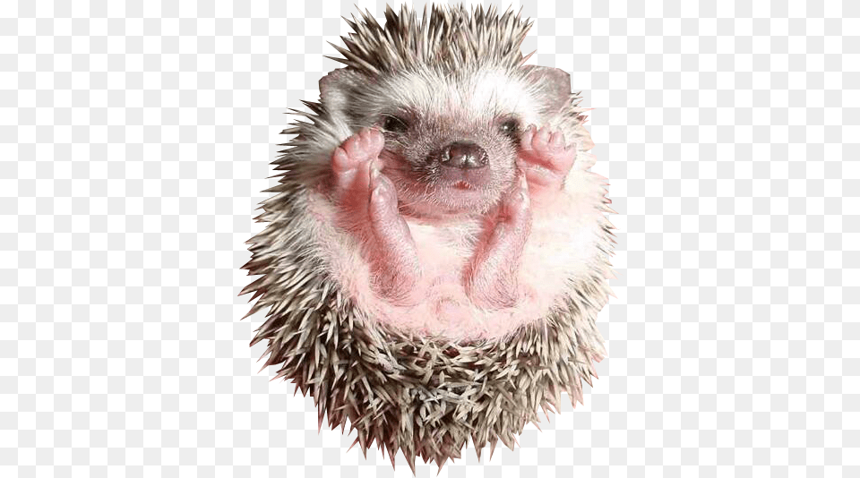Baby Hedgehog Baby Hedgehog, Animal, Mammal, Rat, Rodent Free Transparent Png
