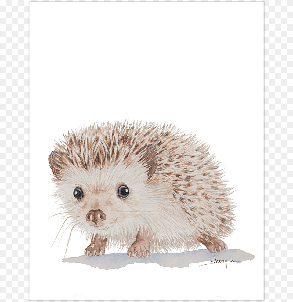 Baby Hedgehog Wall Art Hedgehog Framed Print, Animal, Mammal, Rat, Rodent Free Png