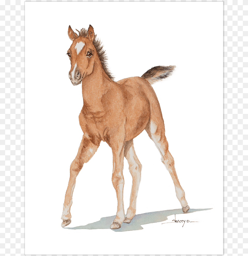 Baby Horse Wall Art, Animal, Colt Horse, Mammal, Foal Free Transparent Png
