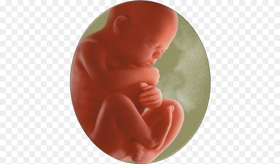 Baby In Womb1 7 Month Old Fetus In The Womb, Person Free Png Download