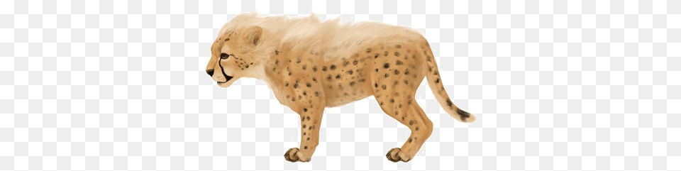 Baby Jaguar Baby Jaguar, Animal, Cheetah, Mammal, Wildlife Png Image