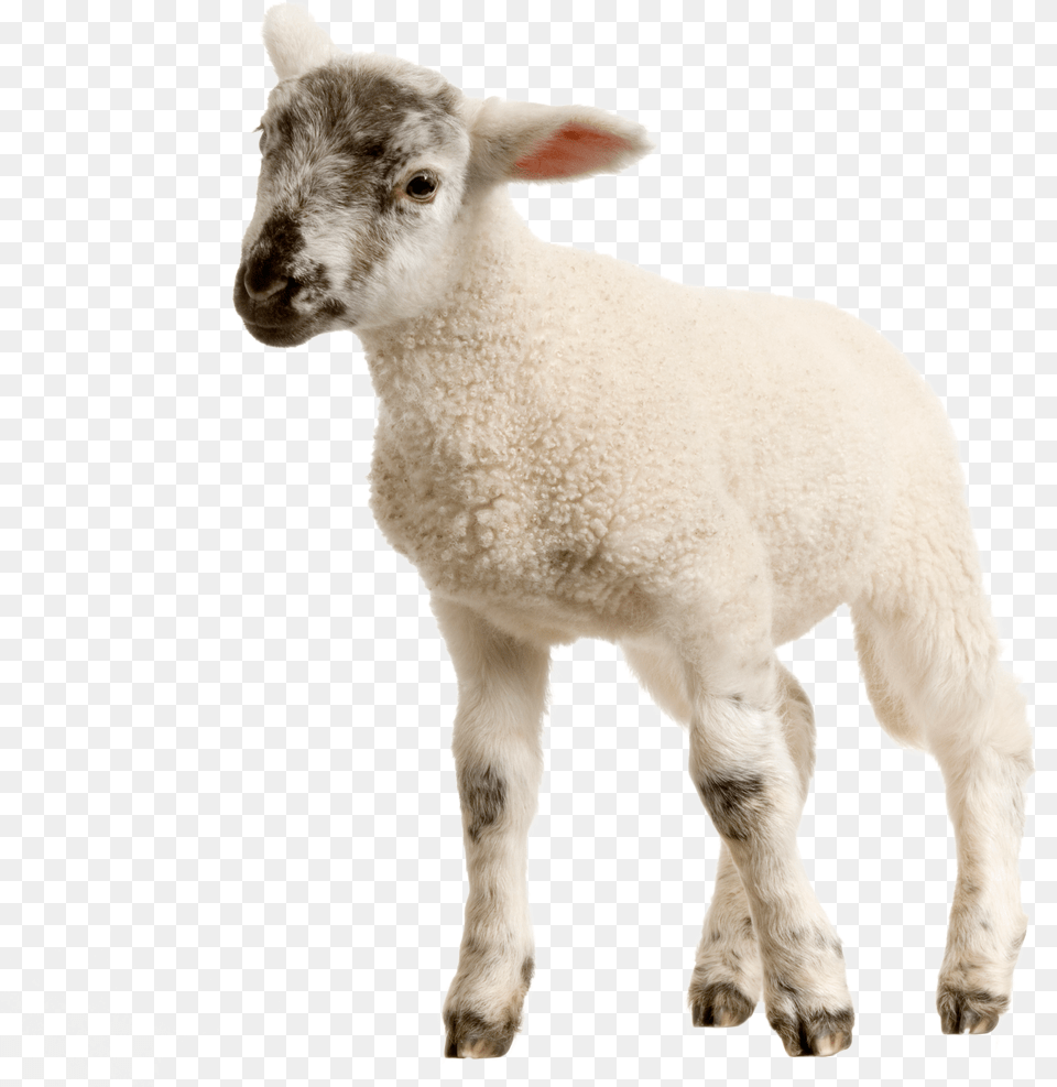 Baby Lamb Image For Transparent Background Sheep, Paper, Art, Graphics, Pattern Png