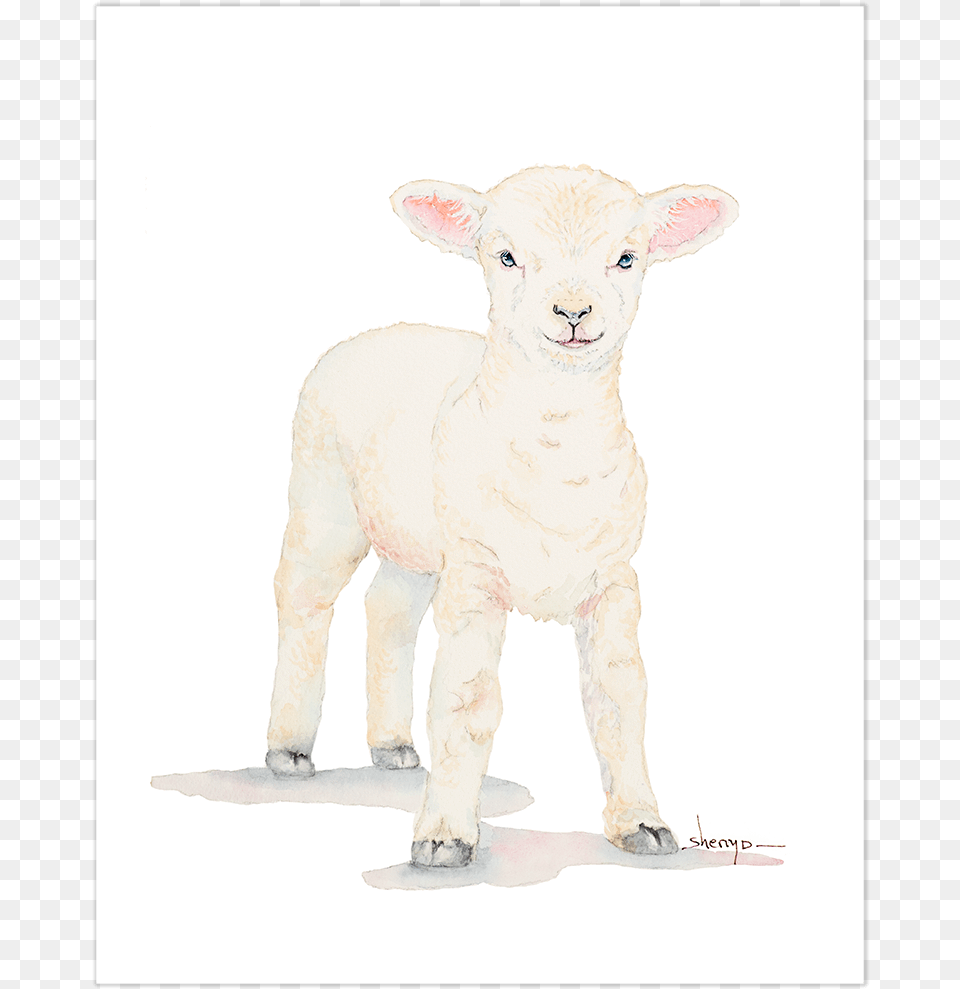 Baby Lamb Wall Art Art, Animal, Livestock, Mammal, Sheep Png Image