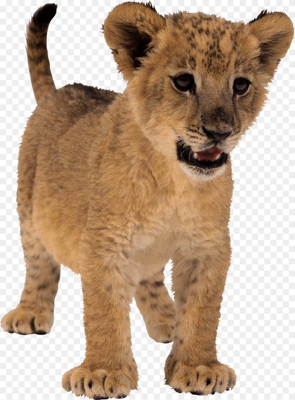 Baby Lion Background, Animal, Mammal, Wildlife Png Image