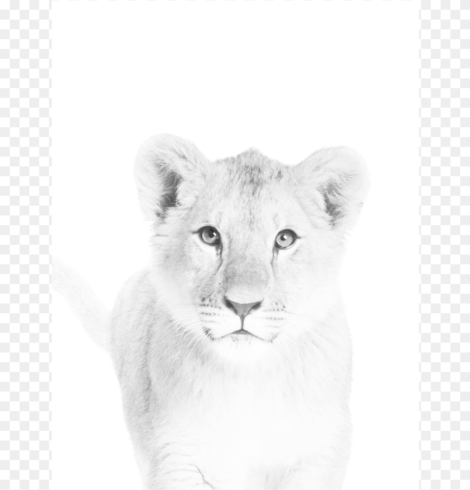 Baby Lion Cub Art, Animal, Drawing, Mammal, Wildlife Free Png