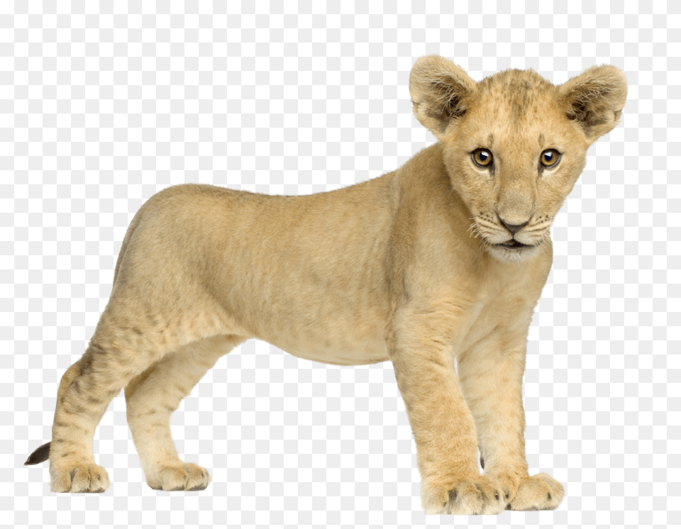 Baby Lion Front, Animal, Mammal, Wildlife Free Transparent Png