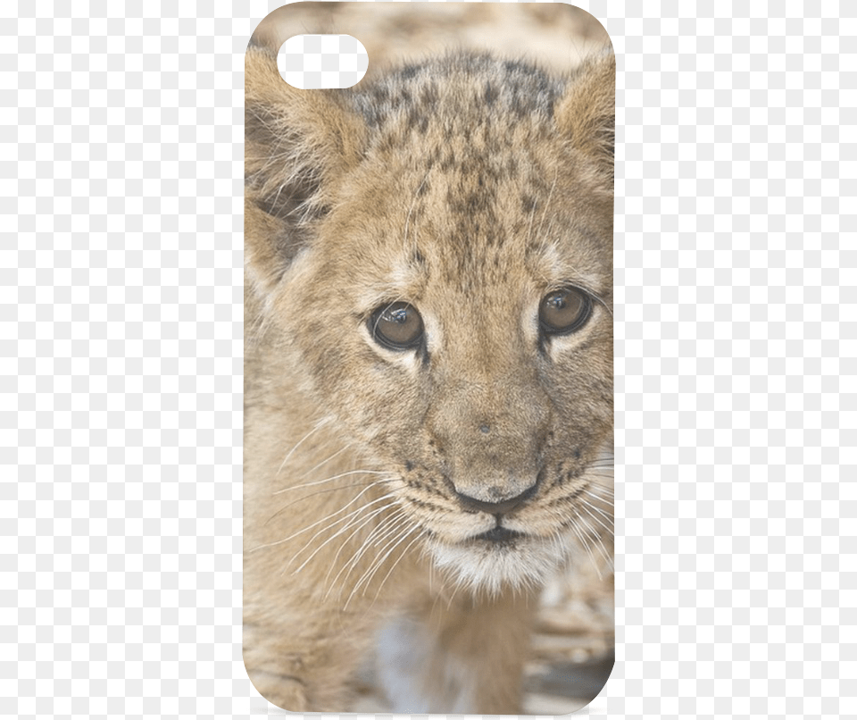 Baby Lion Hard Case For Iphone 44s Real Baby Jungle Animals, Animal, Mammal, Wildlife Free Png