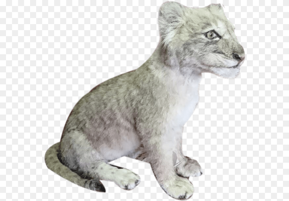 Baby Lion Sitting Full Mount Bl2 Art, Animal, Canine, Dog, Mammal Free Png Download