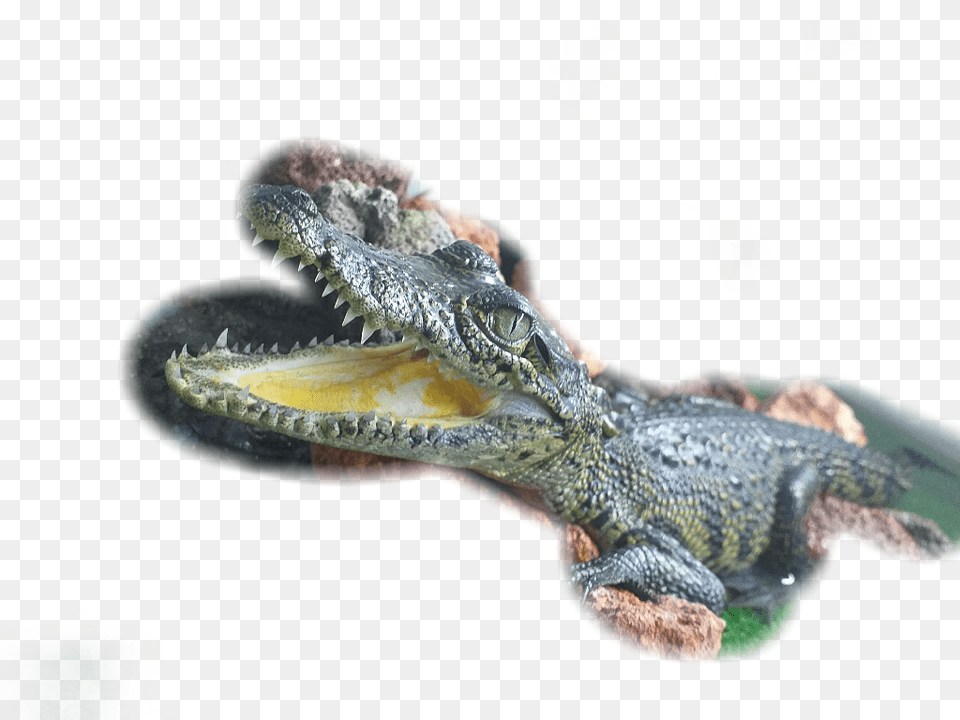Baby Macro Photography, Animal, Lizard, Reptile, Crocodile Png Image