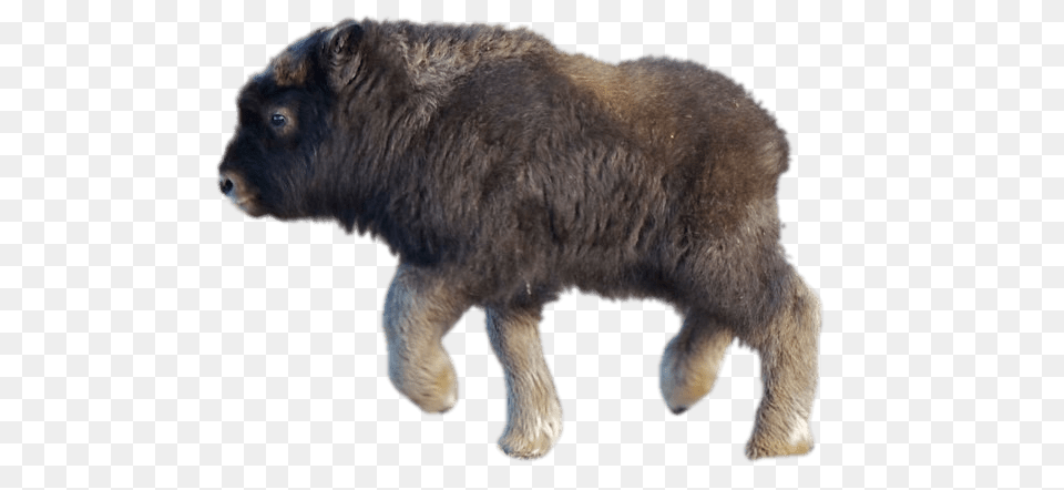 Baby Musk Ox, Animal, Bear, Bull, Mammal Free Transparent Png