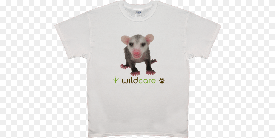 Baby Opossum T Shirt 25 Donation Rat, Clothing, T-shirt, Animal, Mammal Png