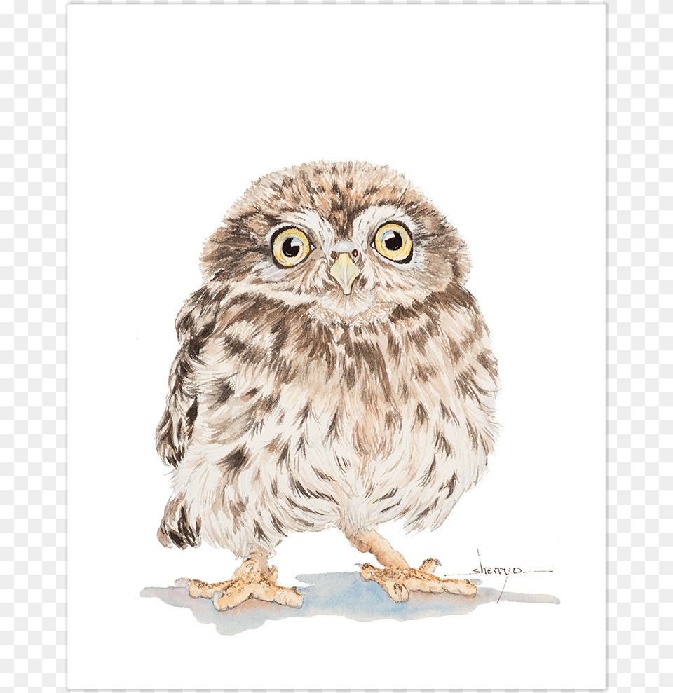 Baby Owl Wall Art Great Grey Owl, Animal, Bird, Drawing Free Transparent Png