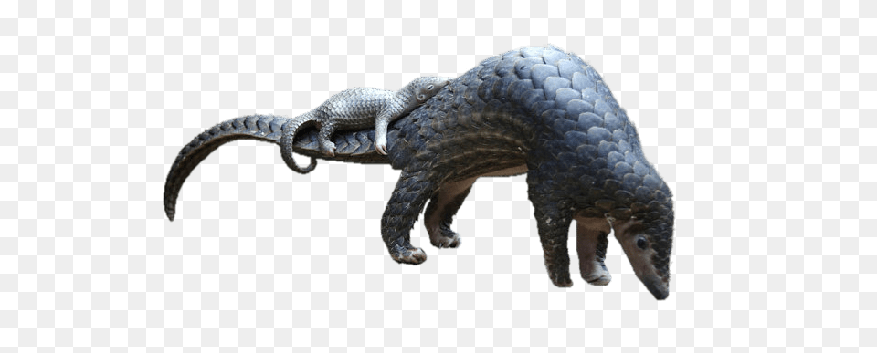 Baby Pangolin On Mothers Tail, Electronics, Hardware, Animal, Lizard Free Png Download