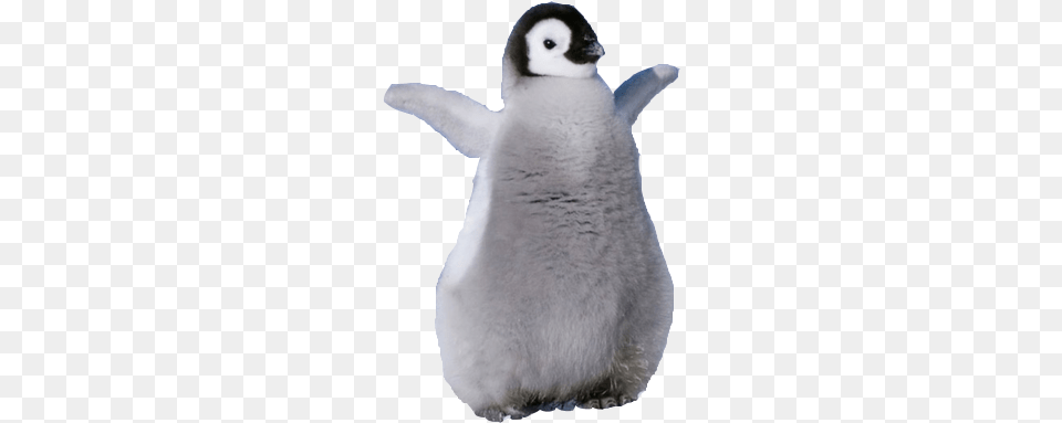 Baby Penguin Transparent Background, Animal, Bird, Nature, Outdoors Free Png