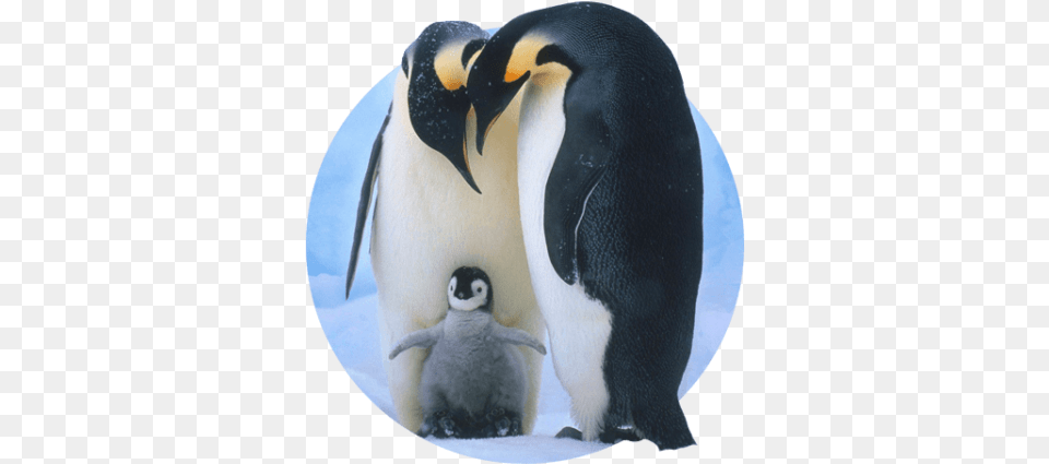 Baby Penguins Screen Saver, Animal, Bird, Penguin, King Penguin Png Image