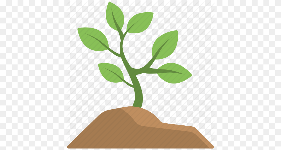 Baby Plant Garden Plants Mini Plant Plant Soil Icon, Herbal, Herbs, Leaf, Potted Plant Png Image