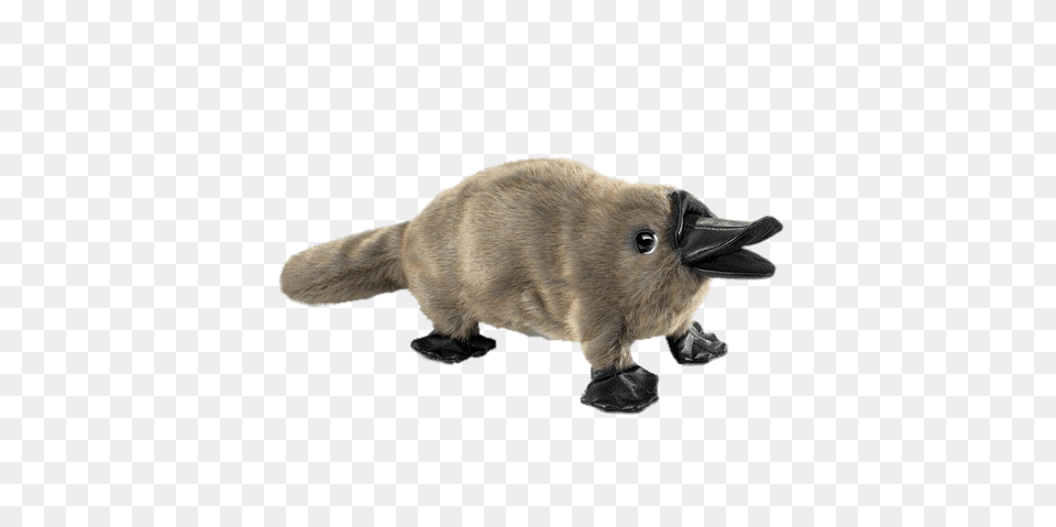 Baby Platypus Hand Puppet, Animal, Mammal, Rat, Rodent Png Image