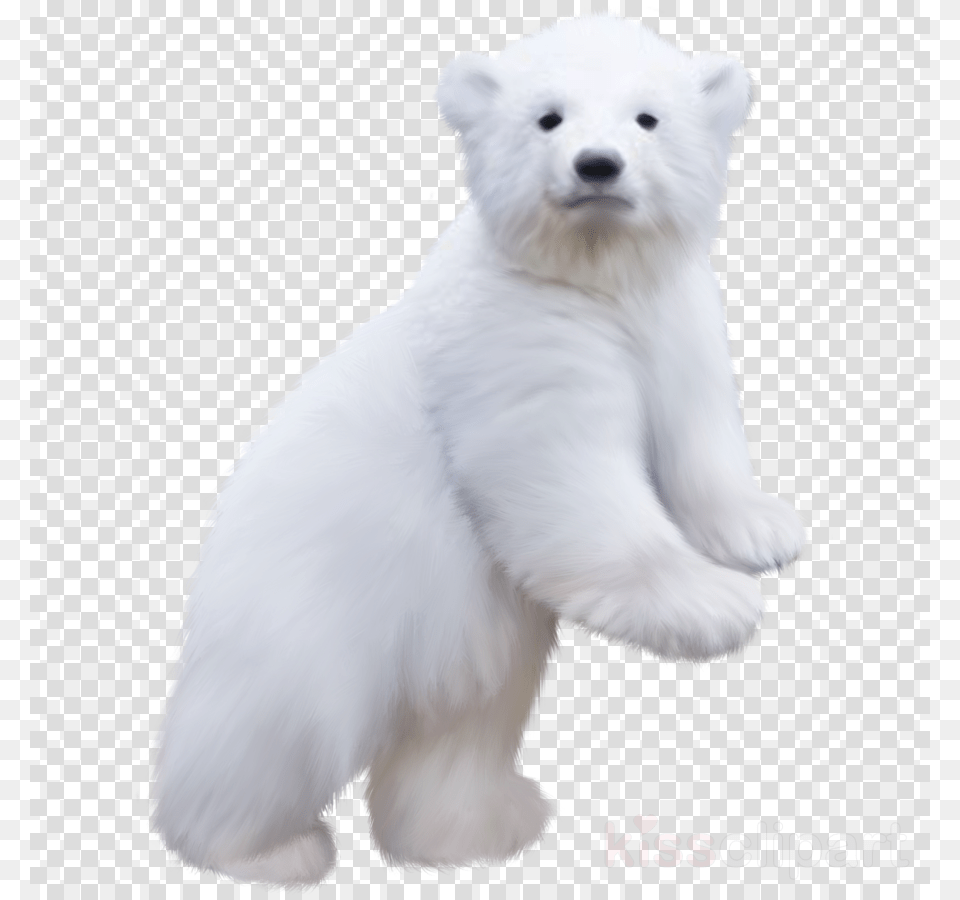 Baby Polar Bear, Animal, Canine, Dog, Mammal Free Png Download
