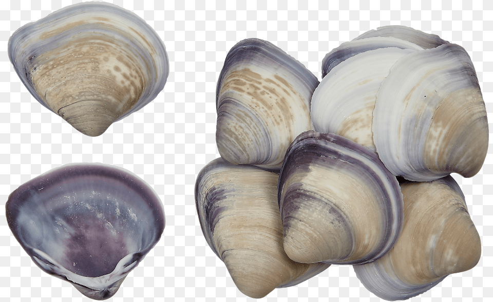 Baby Purple Clam Shell, Animal, Food, Invertebrate, Sea Life Free Png