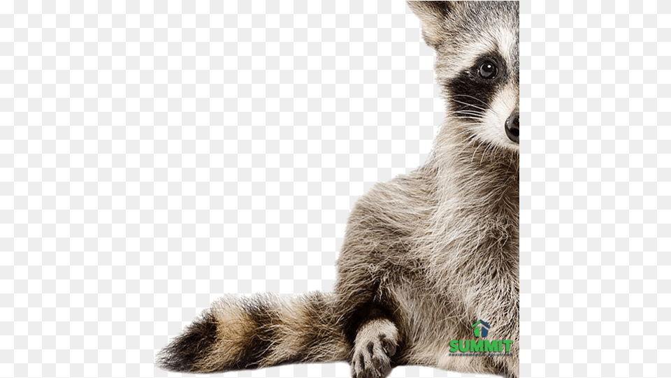 Baby Raccoon, Animal, Mammal, Bear, Wildlife Free Png Download