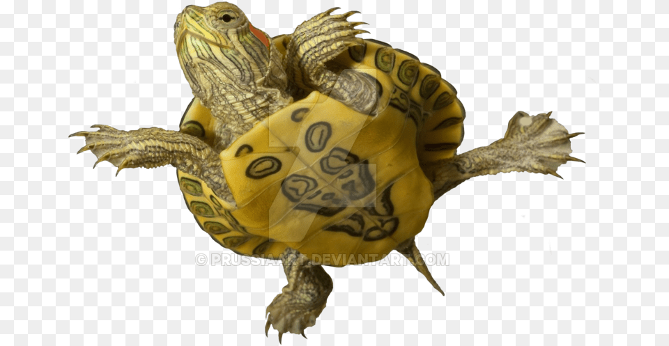 Baby Red Eared Slider Belly, Animal, Reptile, Sea Life, Tortoise Free Png