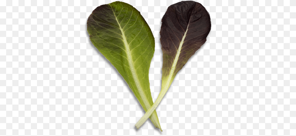 Baby Romaine Chard, Food, Leaf, Lettuce, Plant Free Png Download