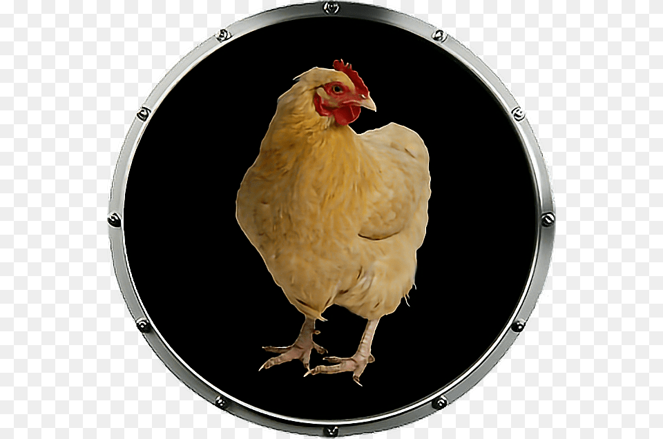 Baby Rooster, Animal, Bird, Chicken, Fowl Png