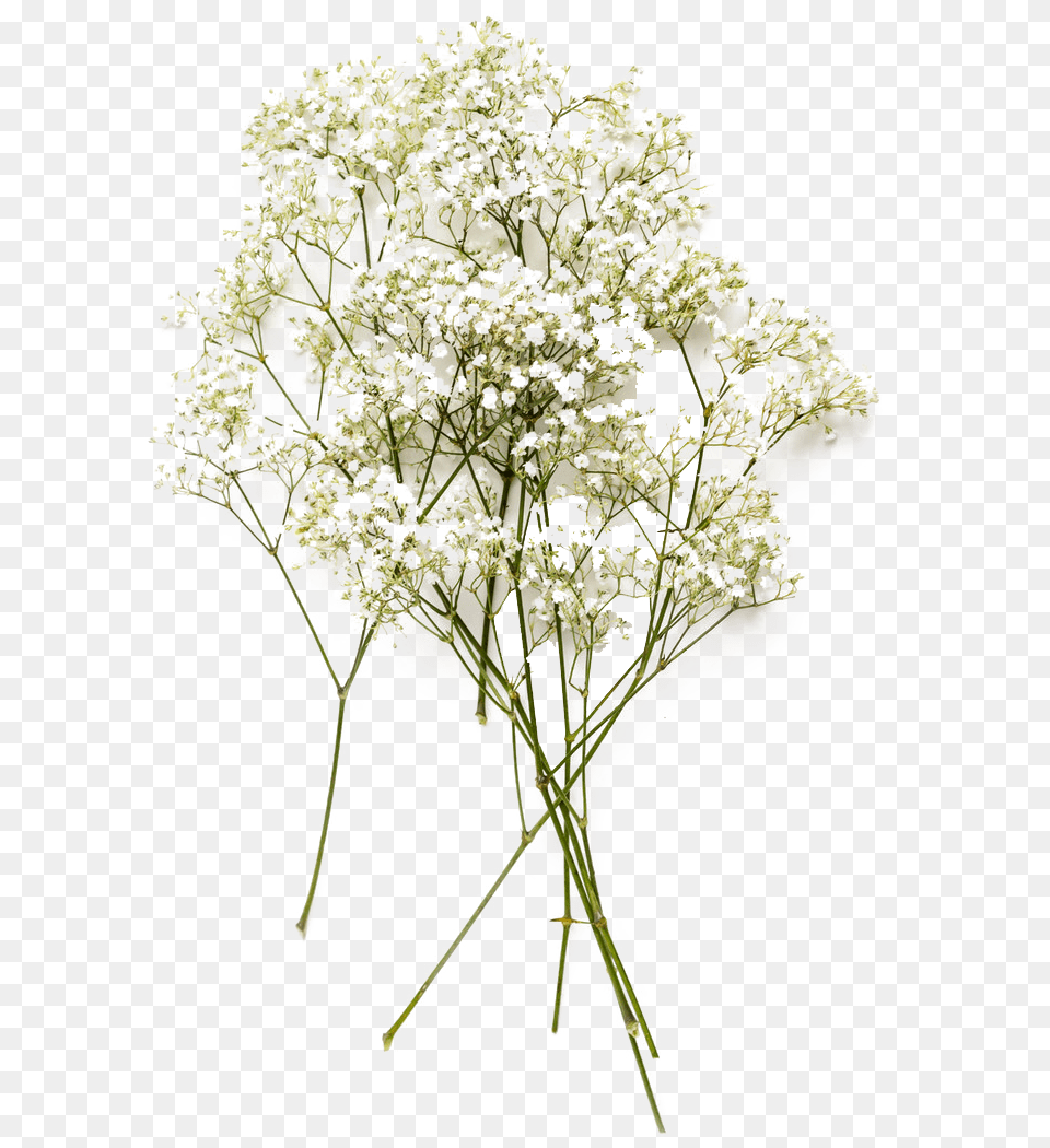 Baby S Breath Flowers Image Baby39s Breath Flower, Apiaceae, Plant, Flower Arrangement, Flower Bouquet Free Png Download