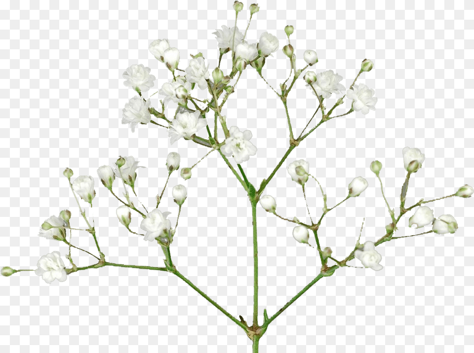 Baby S Breath Flowers Pic Baby Breath Flower, Plant, Petal Png