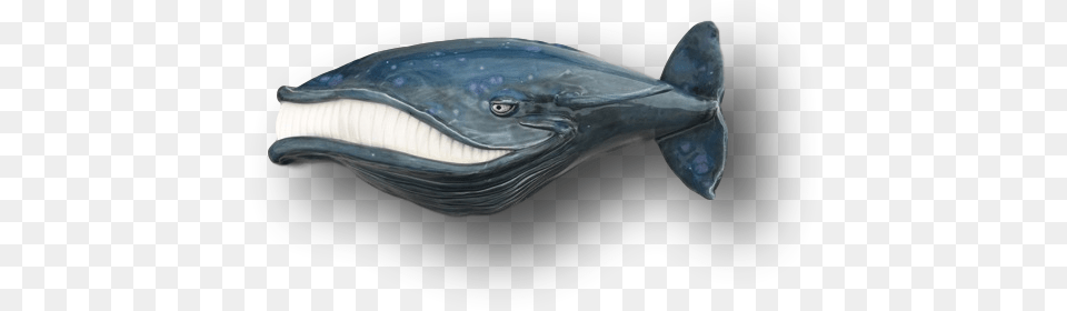 Baby Sailfish, Animal, Mammal, Sea Life, Whale Free Png Download