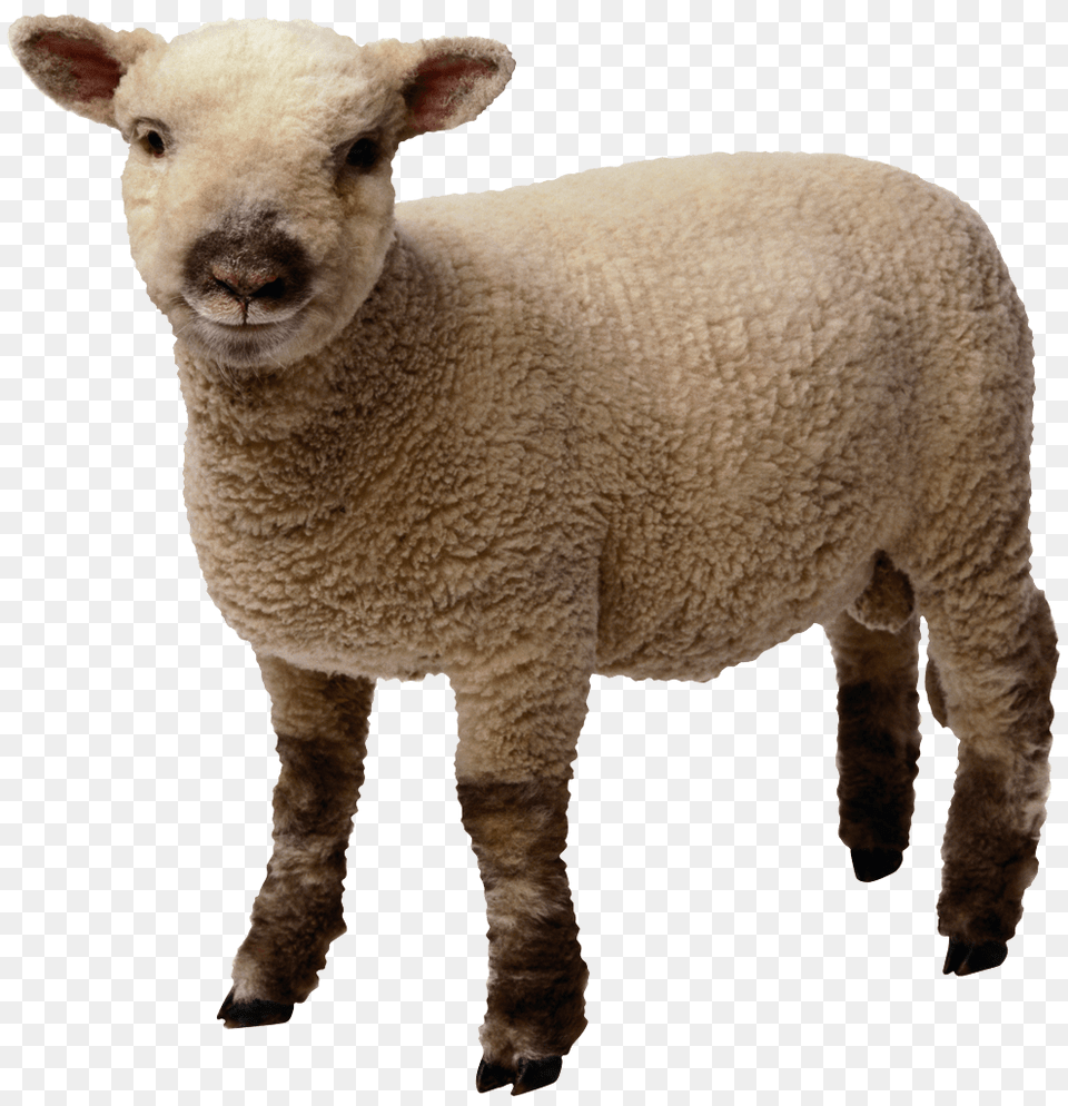 Baby Sheep Standing, Animal, Livestock, Mammal Free Transparent Png
