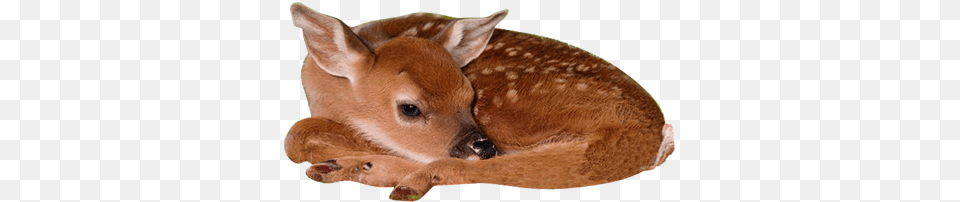 Baby Sika Deer Poster Jones39 White Tailed Deer Baby Kentucky, Animal, Mammal, Wildlife, Calf Png Image