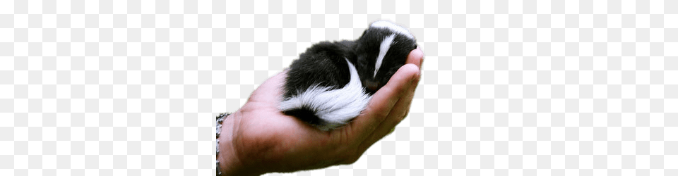 Baby Skunk In Hand, Animal, Mammal, Wildlife, Person Png Image