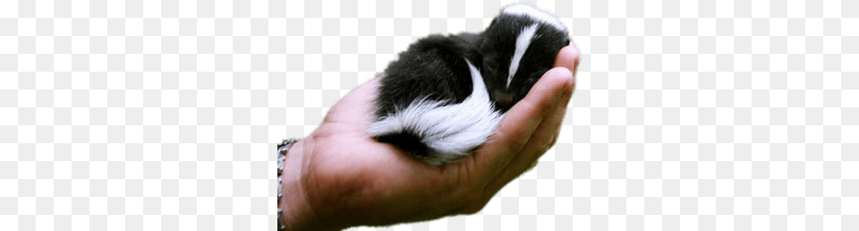 Baby Skunk In Hand Cute Exotic Baby Animals, Animal, Mammal, Wildlife, Person Png Image