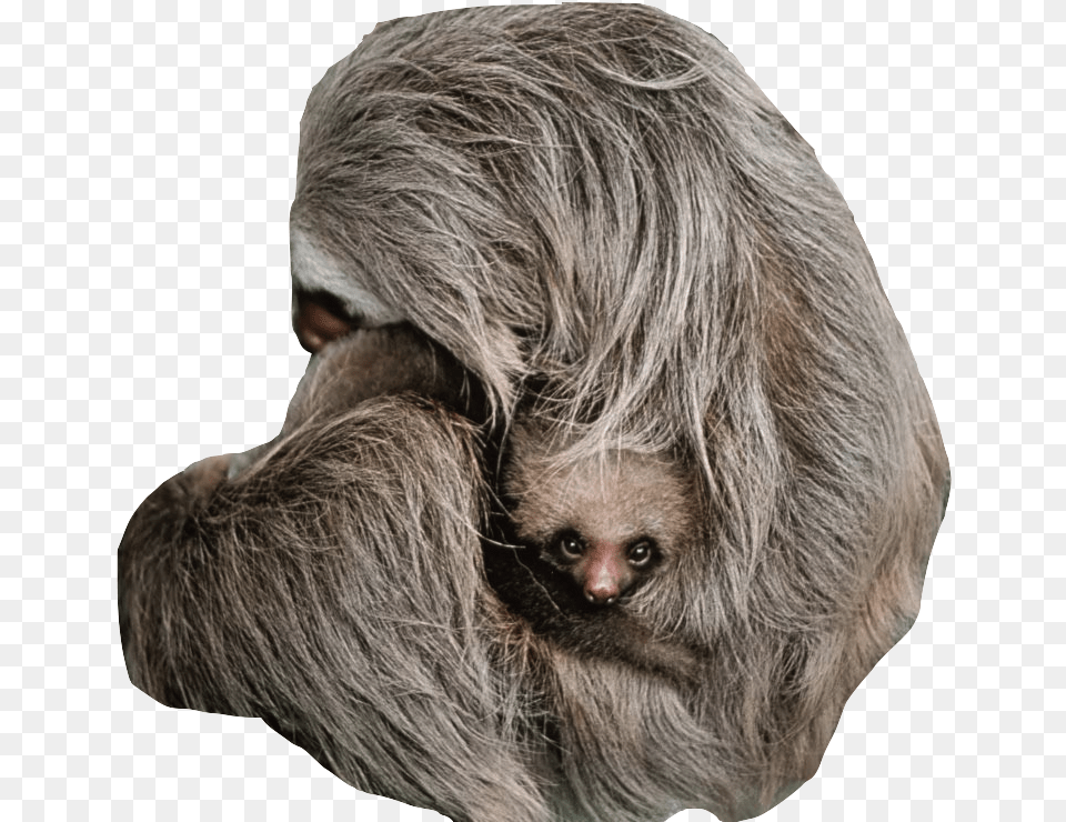 Baby Sloth, Animal, Mammal, Adult, Male Free Png