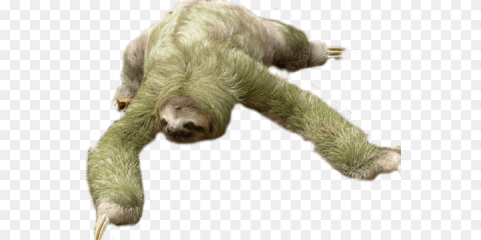 Baby Sloth Sloth, Animal, Bear, Mammal, Wildlife Png Image