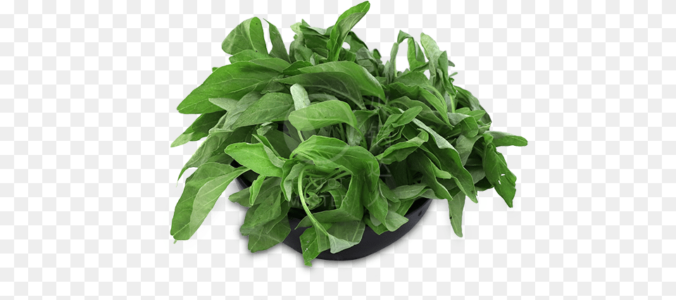 Baby Spinach 150g Houseplant, Plant, Food, Leafy Green Vegetable, Produce Free Png Download