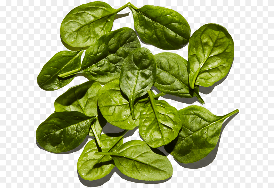 Baby Spinach Houseplant, Food, Leaf, Leafy Green Vegetable, Plant Free Transparent Png