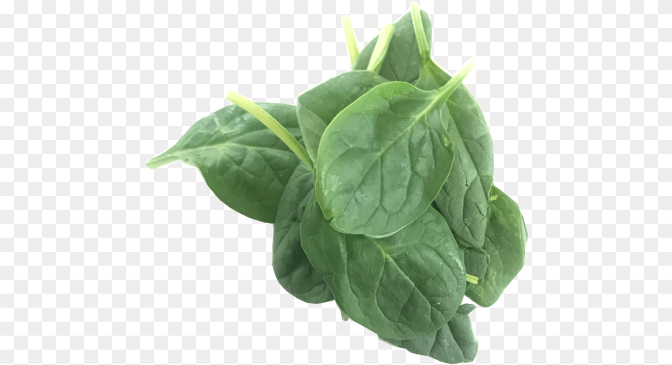 Baby Spinach Spinach, Food, Leafy Green Vegetable, Plant, Produce Png Image