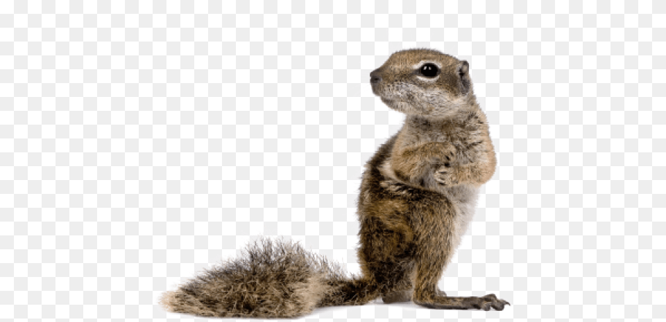 Baby Squirrel Transparent Background Ground Squirrel, Animal, Mammal, Rat, Rodent Free Png