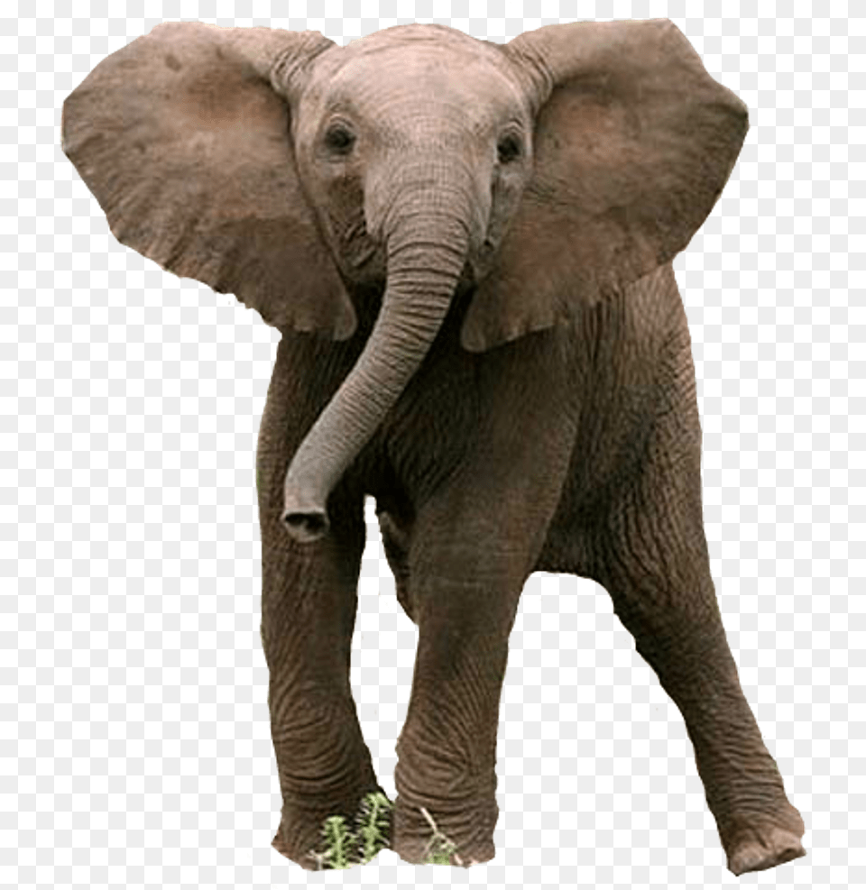 Baby Sticker, Animal, Elephant, Mammal, Wildlife Png