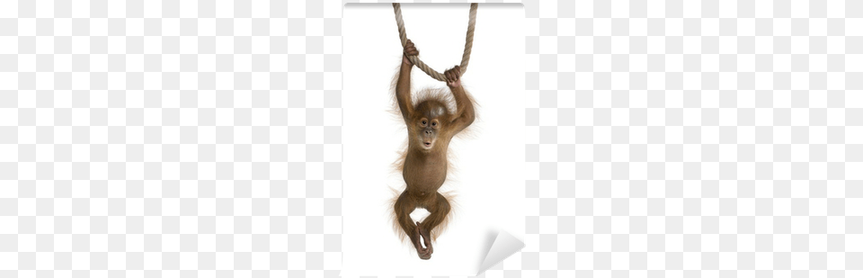 Baby Sumatran Orangutan Hanging On A Rope Wall Mural Keep Hanging On King Duvet, Animal, Mammal, Monkey, Wildlife Free Png