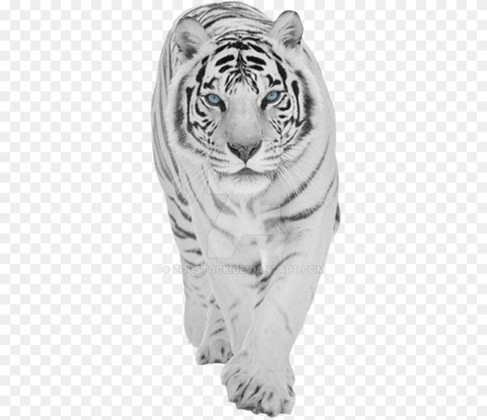 Baby Tiger 1080p White Tiger Wallpaper Hd, Animal, Mammal, Wildlife Free Transparent Png