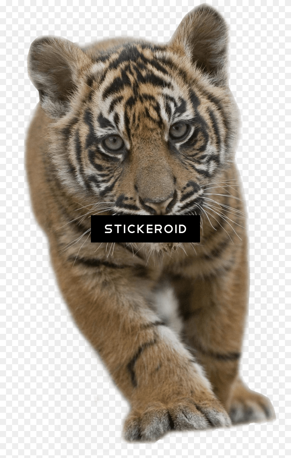Baby Tiger Cub Tiger, Animal, Mammal, Wildlife Png