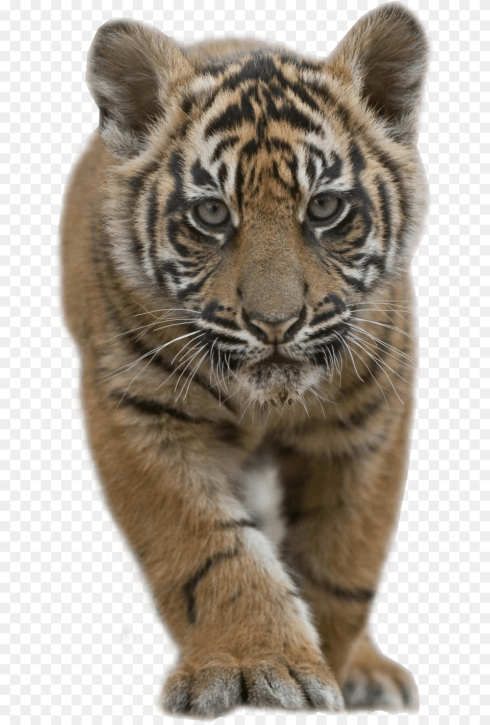 Baby Tiger Tiger Cub, Animal, Mammal, Wildlife Free Png Download