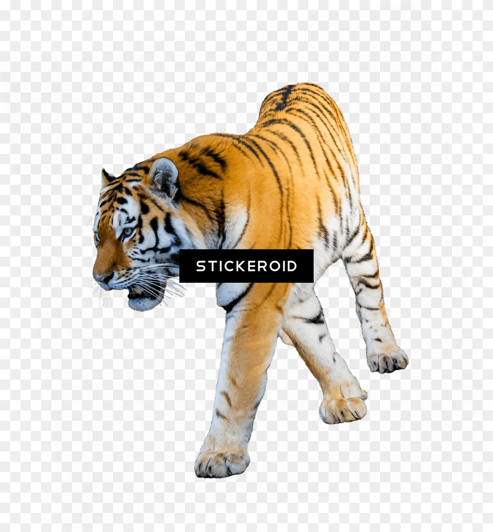 Baby Tiger Tiger With White Background, Animal, Mammal, Wildlife Free Transparent Png