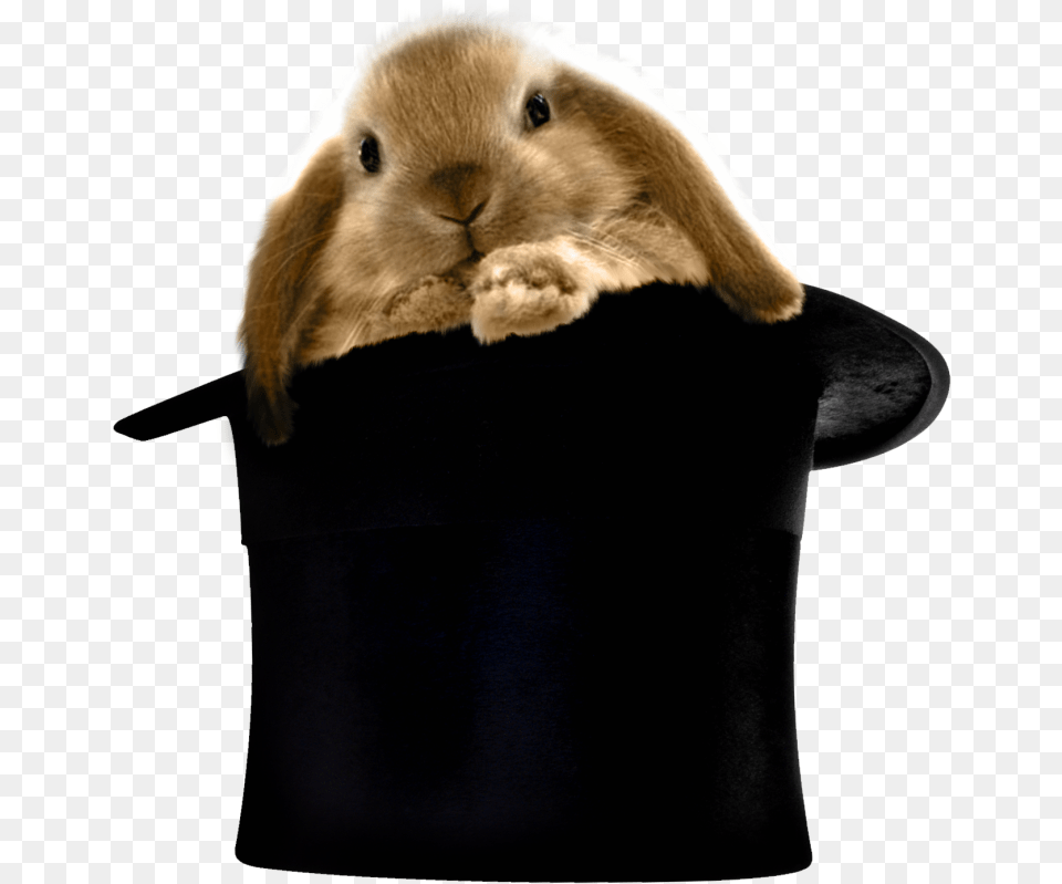Baby Touch And Feel Easter Bunny, Animal, Mammal, Rabbit, Rat Free Transparent Png