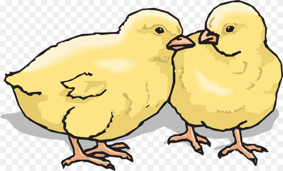Baby Two Barn Farm Animal Chicks Chickens Chicks Clip Art, Person, Bird, Fowl, Poultry Free Transparent Png