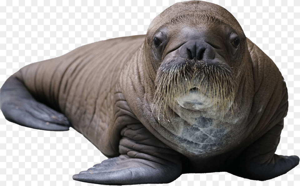 Baby Walrus Born At Seaworld, Food, Snack, Popcorn Free Transparent Png