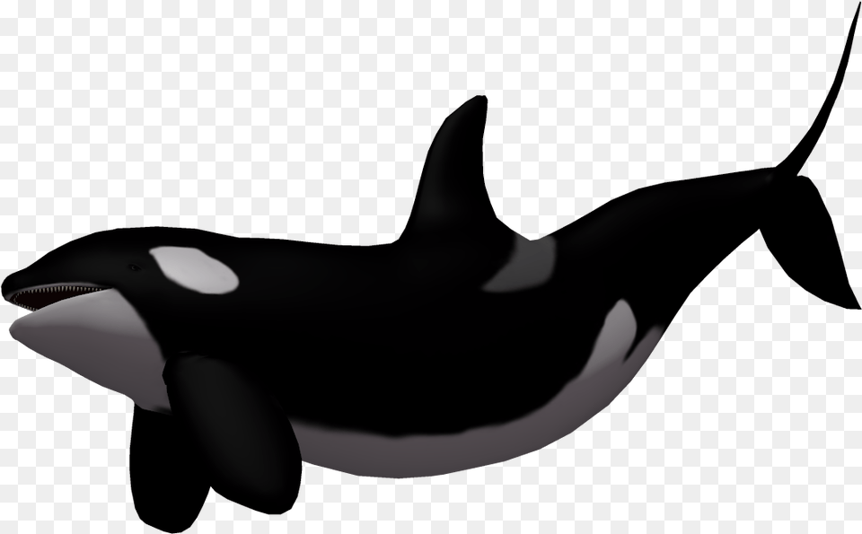 Baby Whale Killer Whale Clip Art Killer Whale Transparent Background, Animal, Sea Life, Mammal, Orca Free Png